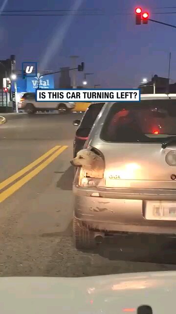 LEFT TURN CUTE DOG