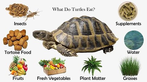 Turtle fruits and vegetables