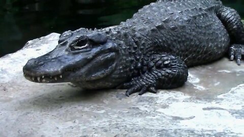 All About Chinese Alligators - Critically Endangered