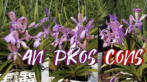 4N Orchids | The Science Behind the Hype | Potential Pitfalls | What are 4N Orchids? #ninjaorchids