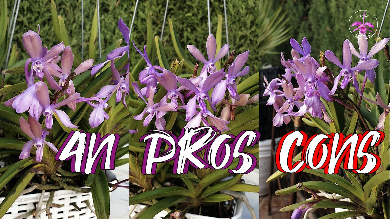 4N Orchids | The Science Behind the Hype | Potential Pitfalls | What are 4N Orchids? #ninjaorchids
