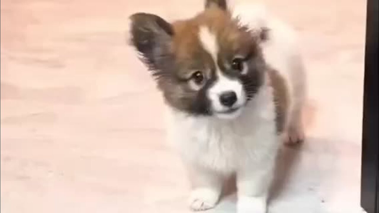 Amazing dogs 🐶 trending video