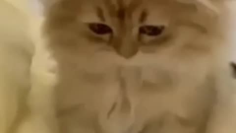 Cats and Their Most Adorable Mischief Yet
