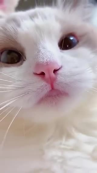 Funny cat meow