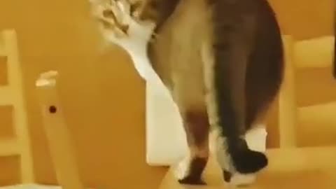 Cat Hate to swim Viral Video
