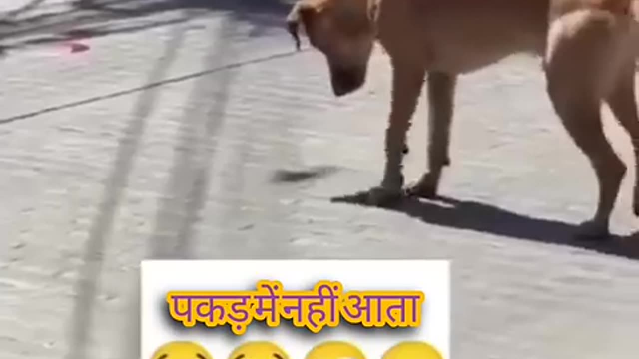 Dog Catches Bird in Action! πΆπ¦ Must-See Moment! #Shorts"