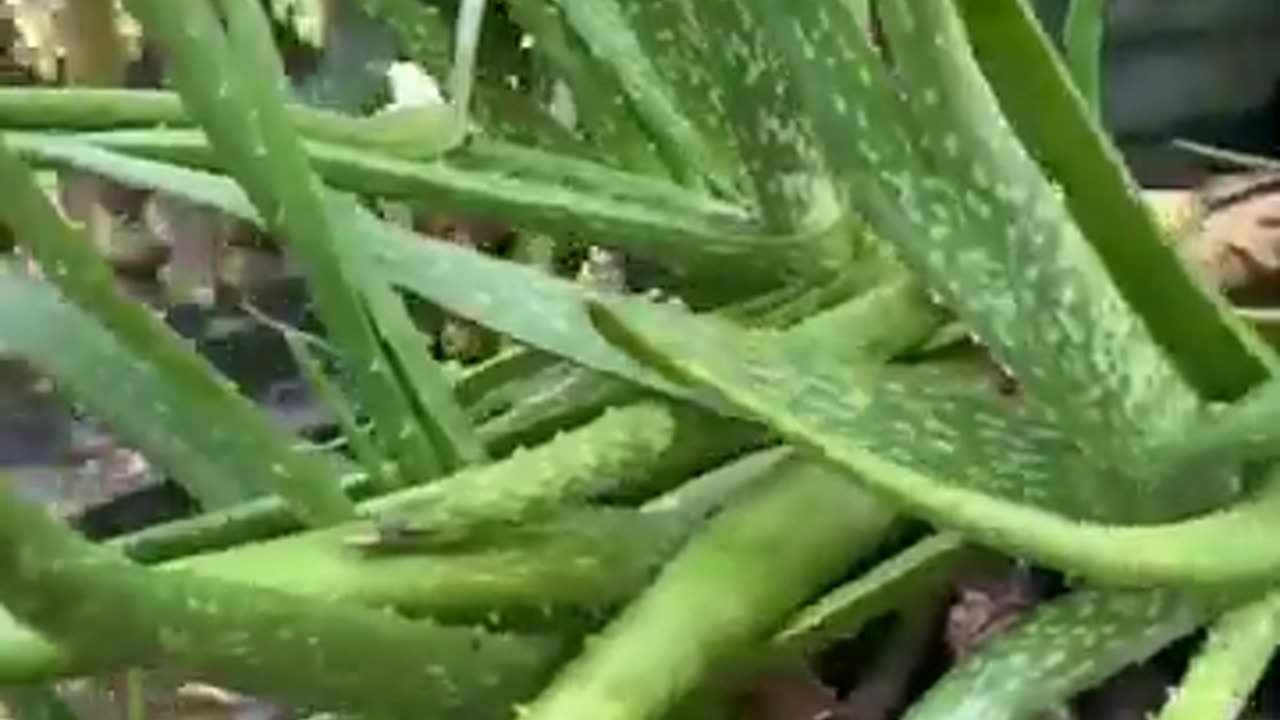 Aloe Vera Tree | NATURE | WILD