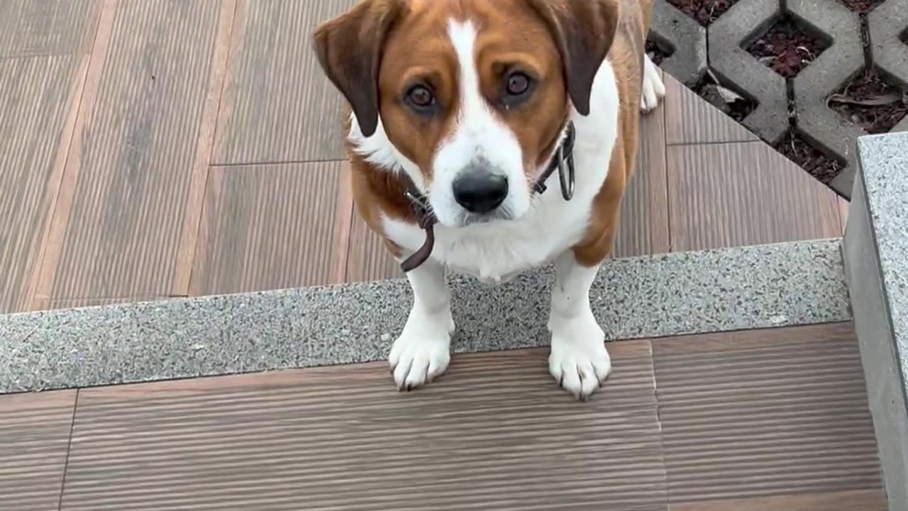 Curious Dog Barks At Dog Lover