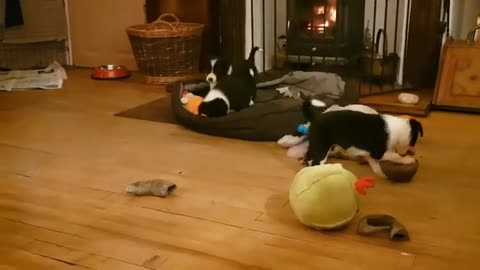 Five week old border collie puppies; meeting the cat and other antics