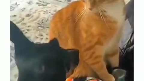 funny vidos of animals