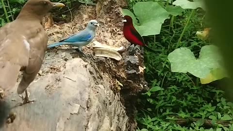 Silver beaked Tanager vs Blue gray tanager vs Turdus grayi