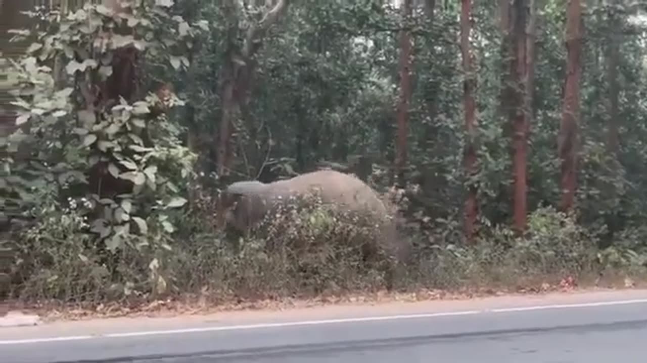 Big Jumbo Elephant Crossing the Road