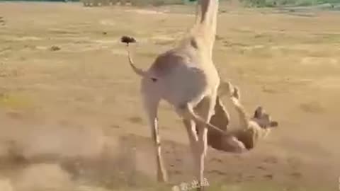 Lion intercepts giraffe animal fighting competition Animal wonderful moments Lion