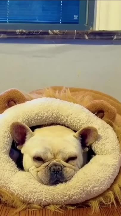 Best funny animal videos 2025 on rumble ! #shorts