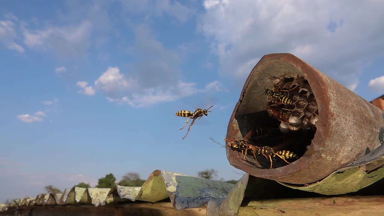 Paper Wasp Nest Observation