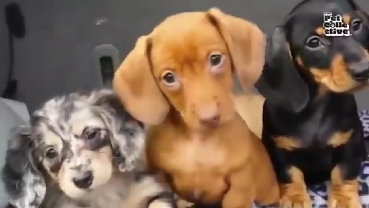 Best puppies video