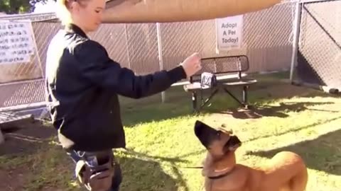 Dog thrilled to see owners at shelter but they're there to adopt different dog