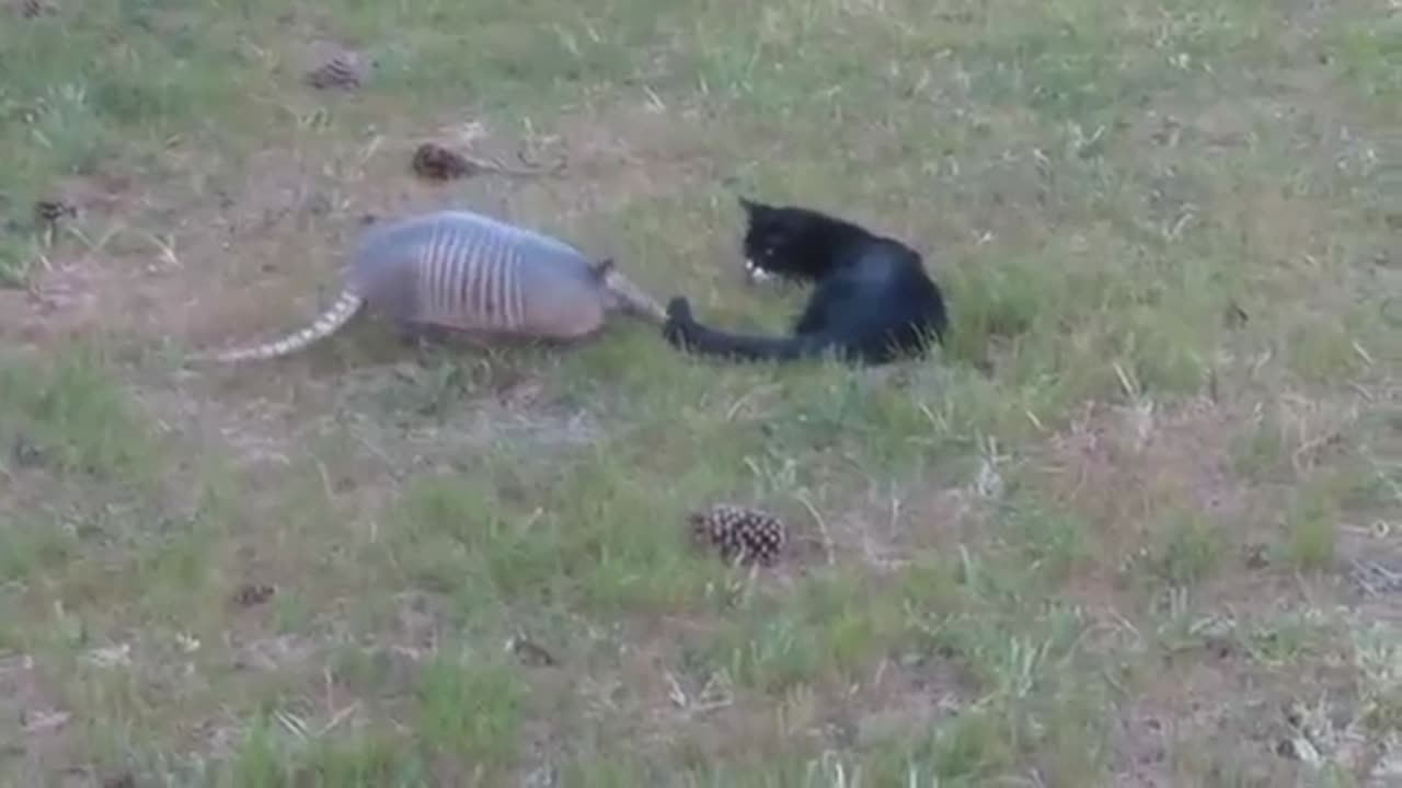 Cat & Armadillo