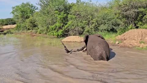 Elephant in River