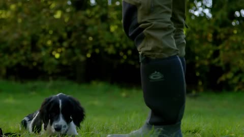 Mountain Search Puppy's First Training Session Wonderful World of Puppies