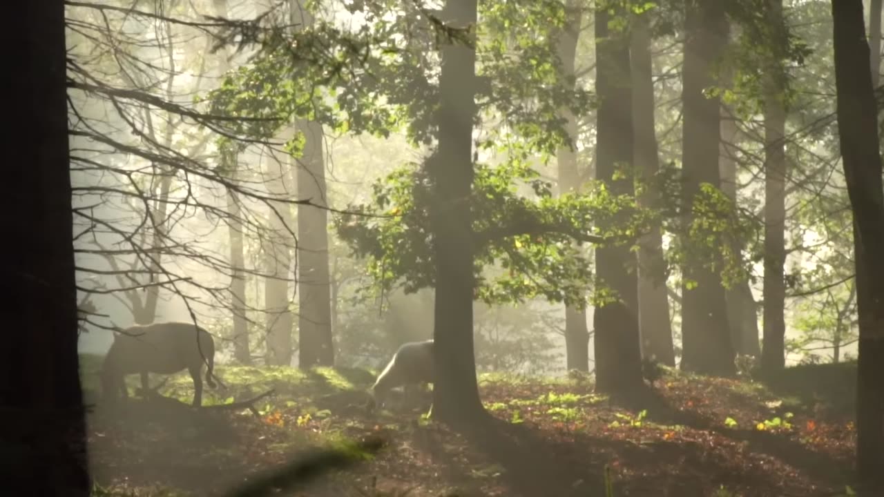 Nature Rain Free Stock Footage# nature