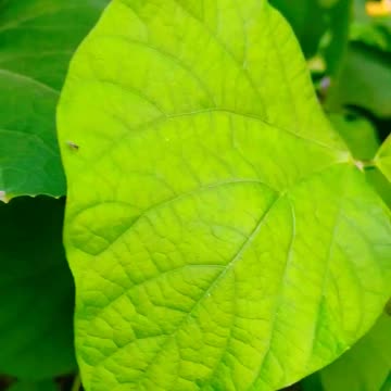 BEAUTIFUL LIVING FLOWER 🌹