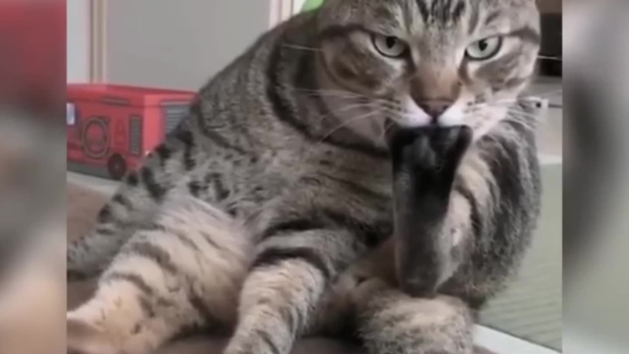 funny cat video🤣😂🤣