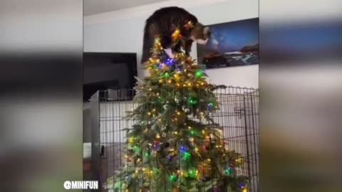 "When cats forget they’re cats… and turn into comedians! 😂🐱