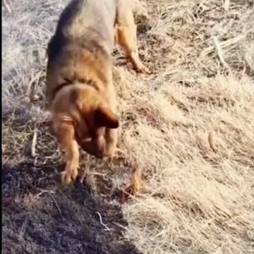 Brave Dogs Prevent Devastating Fire Spread