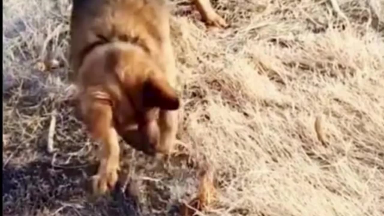 Brave Dogs Prevent Devastating Fire Spread