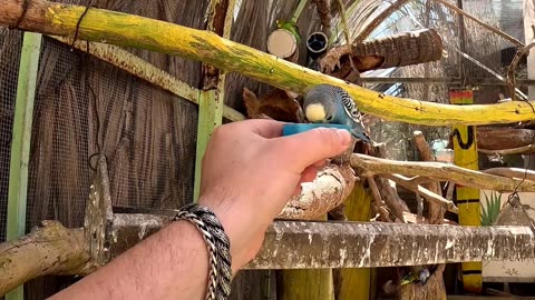 Feeding Birds from my Hand in La Paz Mexico