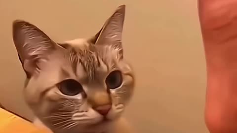 funny cat & dog