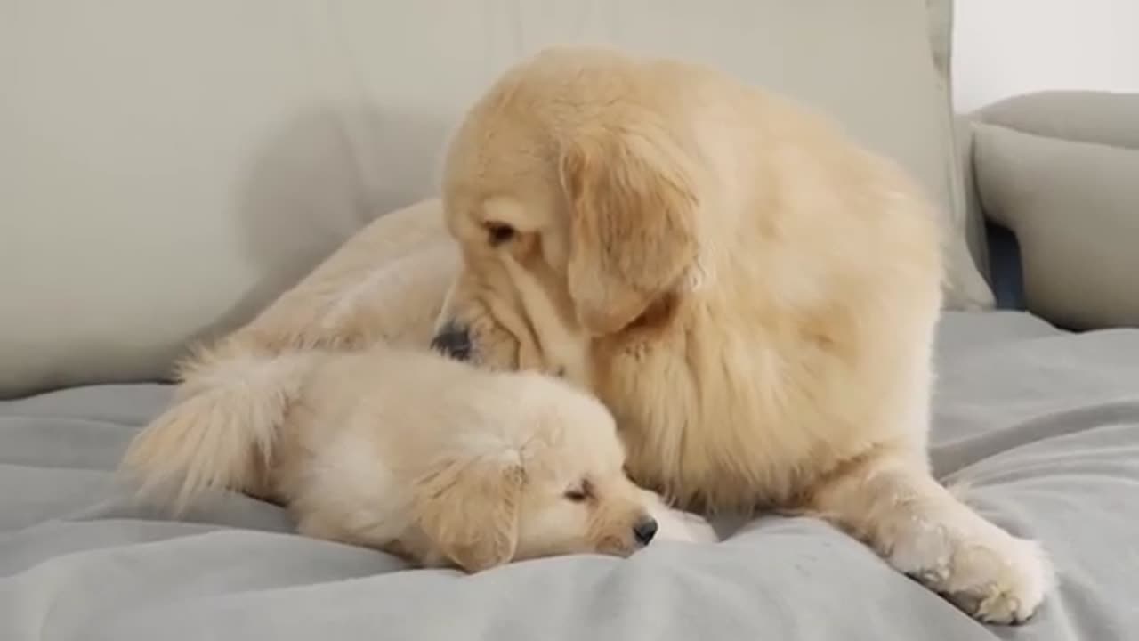 Golden Retriever and the puppy