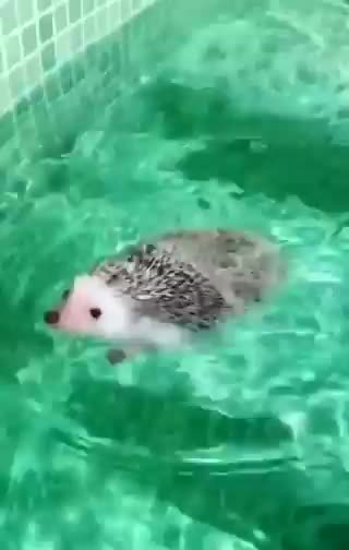 Timeline cleanse: a swimming hedgehog!