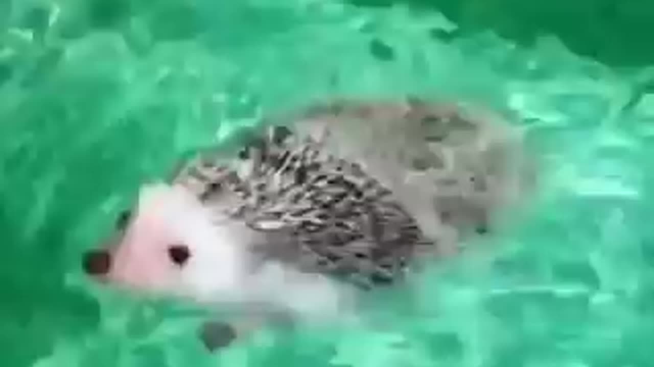 Timeline cleanse: a swimming hedgehog!