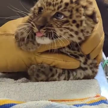 Ferocious little leopard cub