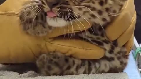 Ferocious little leopard cub