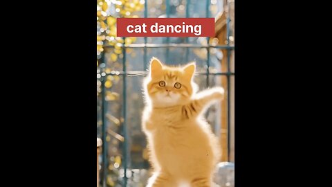 cut cat dance