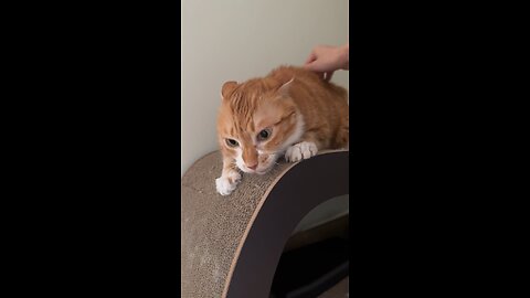 Annoying sounds of cat