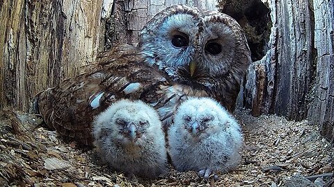 Tawny Owl Chick_s First Leap