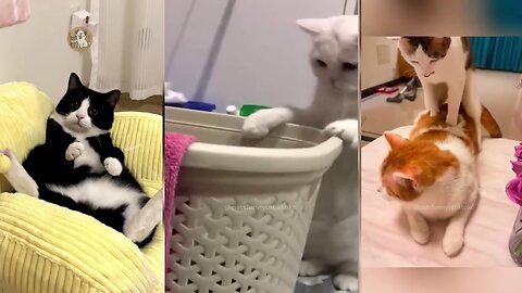 Hilarious cat Antics Compilation Funny Cat Fails