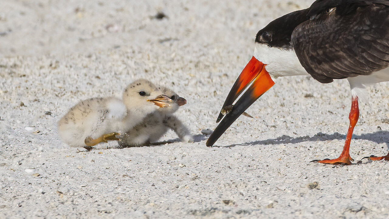Beautiful Black Skimmer Family