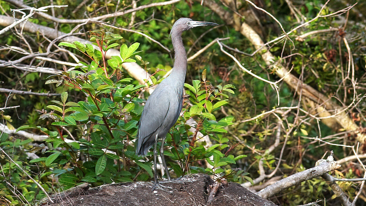 Little Blue Heron and Baby Gators at Florida Botanical Gardens - A Wildlife Encounter