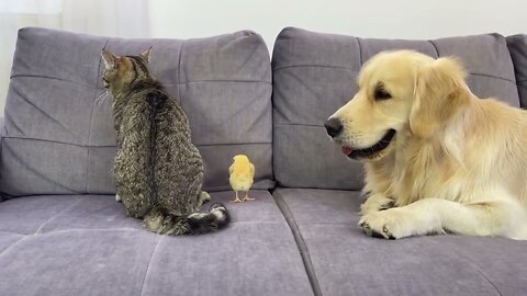 Dog and cat meet new tenant | dog & cat & chick