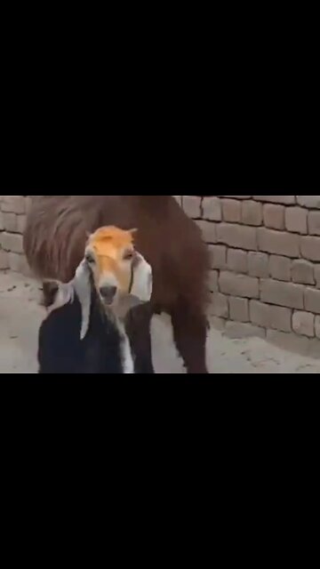 OUR MISSIONARY CALLING - DAILY DEVOTIONAL ❤️