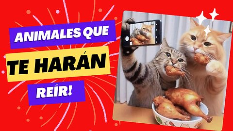 ❤️🌿#22 Animales que te harán reír 🤣💕