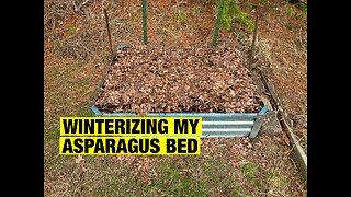 Winterizing My Asparagus Bed