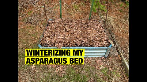 Winterizing My Asparagus Bed