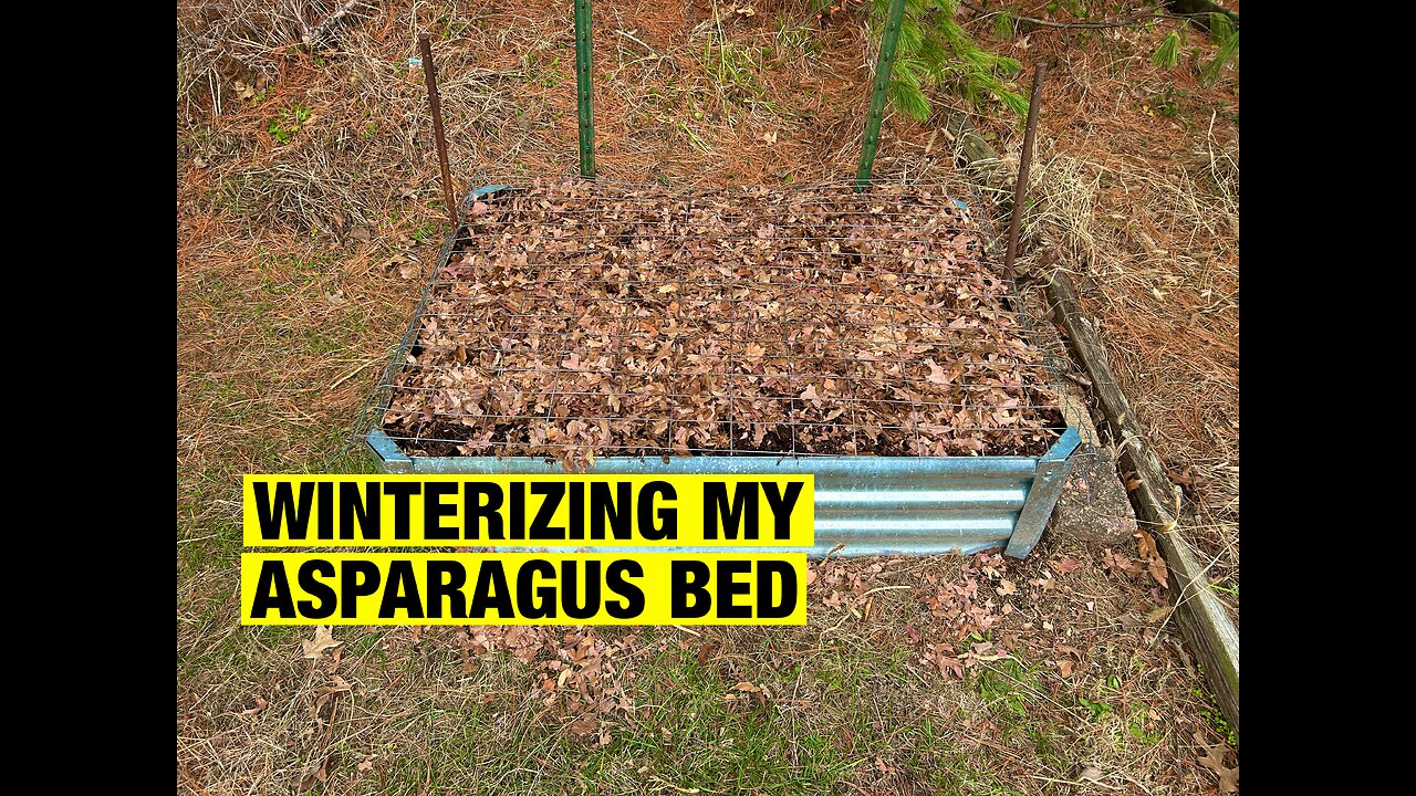 Winterizing My Asparagus Bed