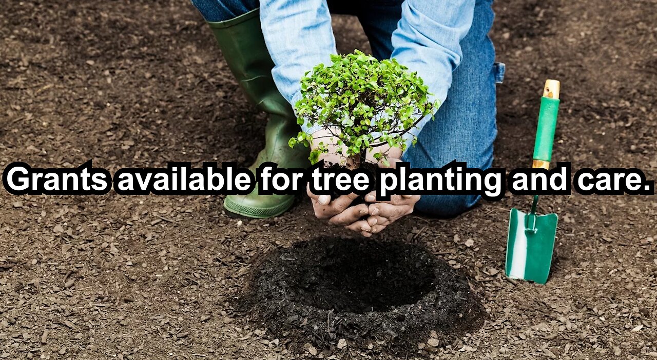 Grants available for tree planting and care.